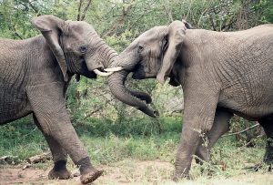 Republican Elephants